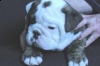 beautifullenglish bull dog for sale